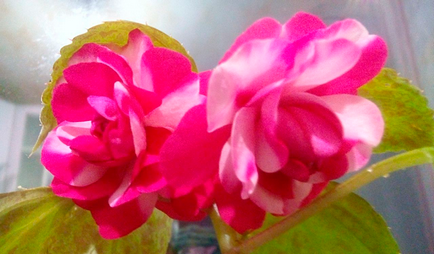 Flori de balsam - fotografie de îngrijire la domiciliu, video