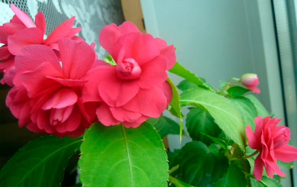 Квітка бальзамін - догляд в домашніх умовах фото, відео