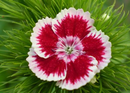 Квітка турецька гвоздика фото і опис вирощування