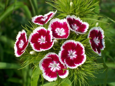 Flower turkey fotografie și descrierea de cultivare