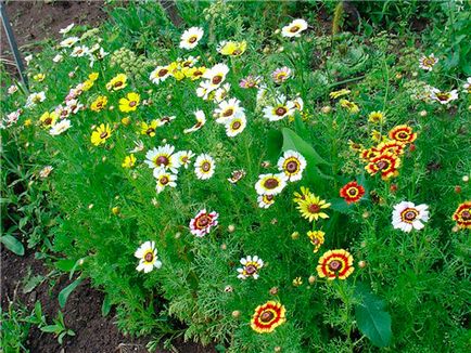 Floricultură pentru începători cele mai nepretențioase flori strălucitoare pentru cabane de vară