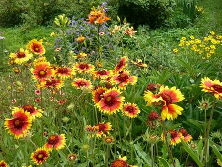 Floricultură pentru începători cele mai nepretențioase flori strălucitoare pentru cabane de vară