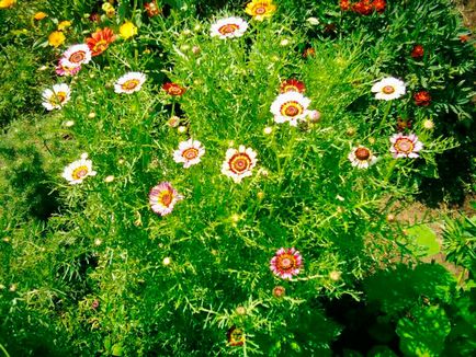 Floricultură pentru începători cele mai nepretențioase flori strălucitoare pentru cabane de vară