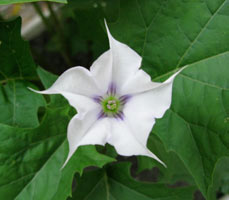 Datura művelés és betakarítás