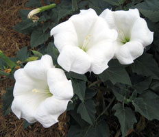 Cultivarea și reproducerea Datura