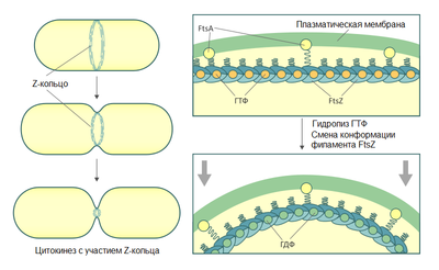 Diviziunea celulelor procariote