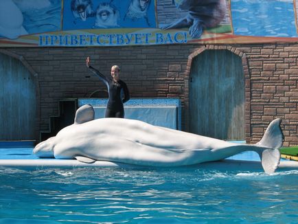 Dolphinarium din zona de apă din Adler, Sochi