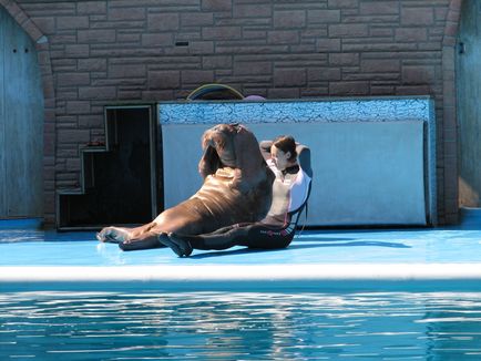 Dolphinarium din zona de apă din Adler, Sochi