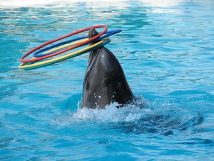 Dolphinarium din zona de apă din Adler, Sochi