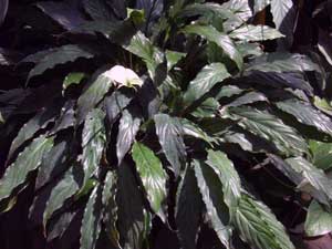 Spathiphyllum otthon - ápolási otthon, és fotó Spathiphyllum fajok houseplant