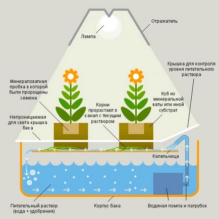 Acasă hydroponics și aqua fermă ca o afacere