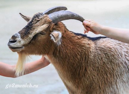 Пам'ятки Мюнхена для дітей та батьків, go to munich