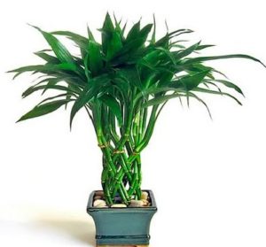 Dracaena îngrijire acasă fotografie (frunze de uscare rapidă), ferma cu mâinile lor