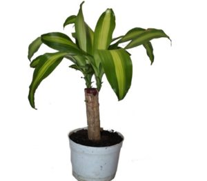 Dracaena îngrijire acasă fotografie (frunze de uscare rapidă), ferma cu mâinile lor