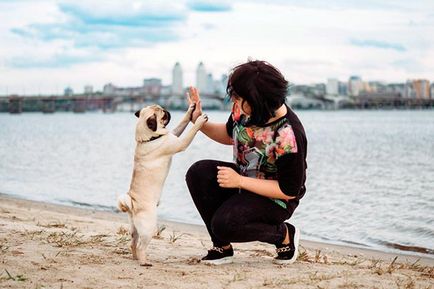 Pug training - sfaturi și trucuri