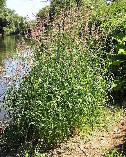 Dvuhistochnik (kanareichnik, falaris) - plante pentru iaz