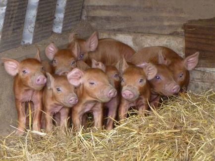 Дюрок порода свиней характеристика і рекомендації з розведення!