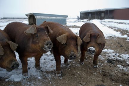 Duroc rasa de caracteristici și recomandări pentru reproducere!