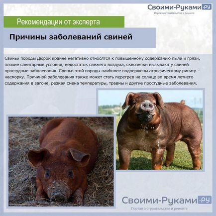 Дюрок порода свиней характеристика і рекомендації з розведення!