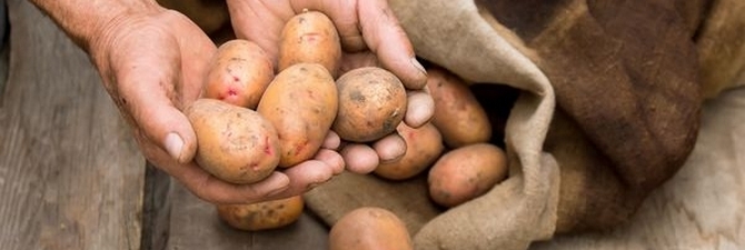 Джеллі картопля - опис і фото сорти відео