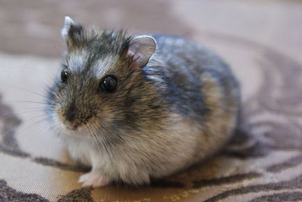Dzhungar hamster photo Voi cumpara un hamster de jungar ieftin, o voi da inapoi, voi vinde un hamster ieftin
