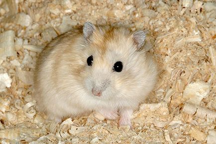 Dzhungar hamster photo Voi cumpara un hamster de jungar ieftin, o voi da inapoi, voi vinde un hamster ieftin