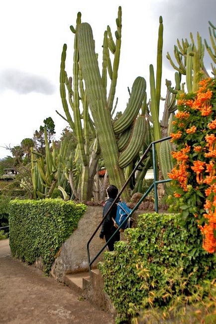 Să mergem Madeira (Portugalia)