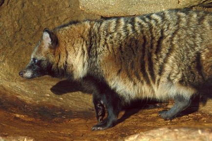 Câine de raton (nyctereutes procyonoides)