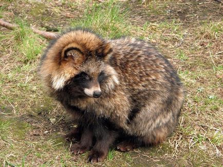 Câine de raton (nyctereutes procyonoides)