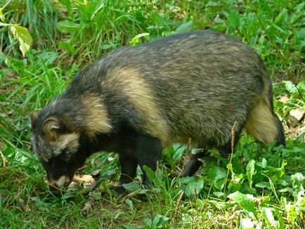 Єнотовидний собака (nyctereutes procyonoides)