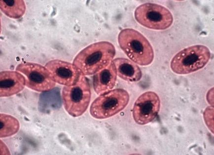 Eritrocitele structurii și funcției broaștei