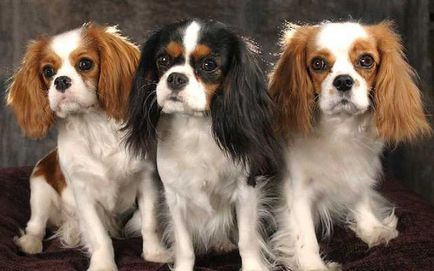 Fapte despre longevitatea lui Cavalier King Charles Spaniels și bolile lor