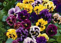 Violet specii de grădină interesante, îngrijire adecvată și metode de reproducere