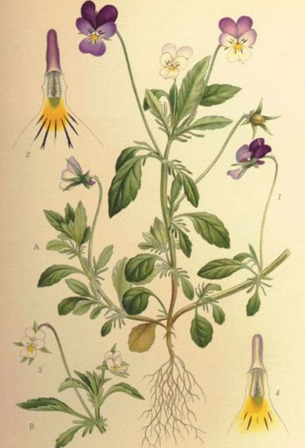 Violet specii de grădină interesante, îngrijire adecvată și metode de reproducere