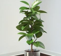 Descrierea cauciucului Ficus, beneficiu și rău, reproducere (butași, frunze), îngrijire în casă