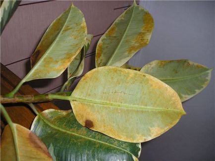 Descrierea cauciucului Ficus, beneficiu și rău, reproducere (butași, frunze), îngrijire în casă