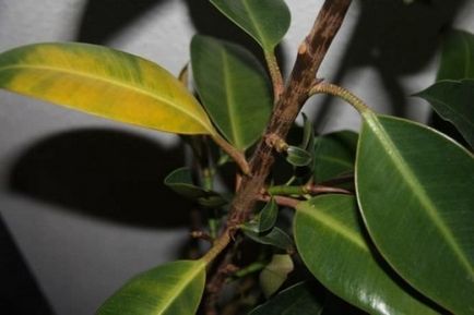 Descrierea cauciucului Ficus, beneficiu și rău, reproducere (butași, frunze), îngrijire în casă