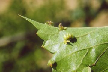 Descrierea strugurilor Phylloxera, metode de luptă