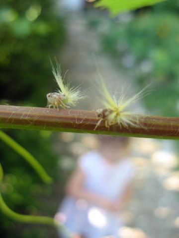 Descrierea strugurilor Phylloxera, metode de luptă