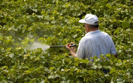 Specii de struguri Phylloxera și măsuri de luptă