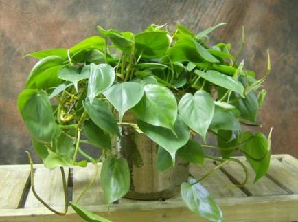 Tropicii Philodendron din Casa