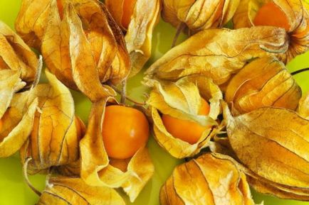 Physalis Cultivarea și îngrijirea legumelor