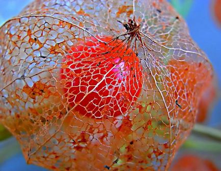 Physalis Cultivarea și îngrijirea legumelor