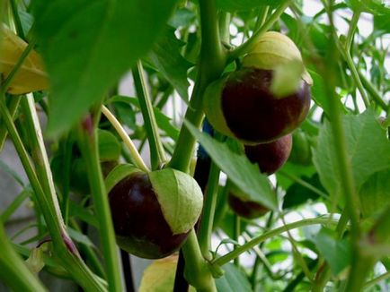 Physalis Cultivarea și îngrijirea legumelor