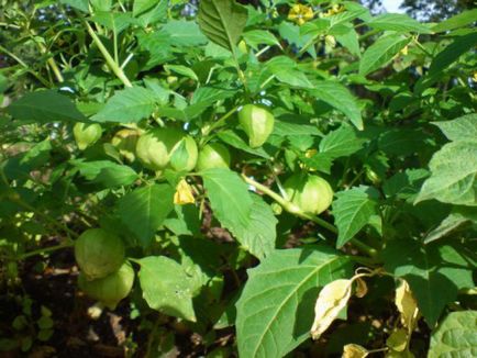 Physalis Cultivarea și îngrijirea legumelor