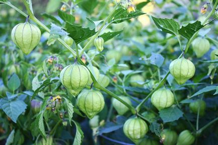 Physalis Cultivarea și îngrijirea legumelor