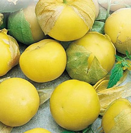 Physalis Cultivarea și îngrijirea legumelor