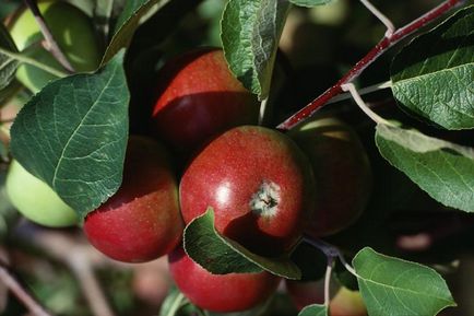 Formarea copacilor de măr în formă de tulpini
