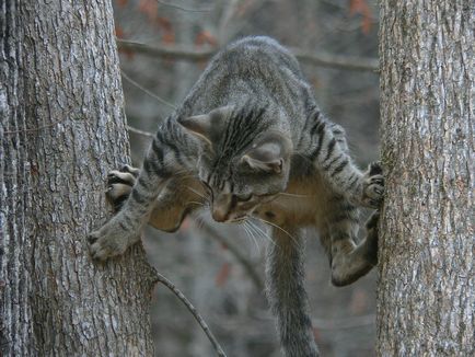 Фото смішних котів