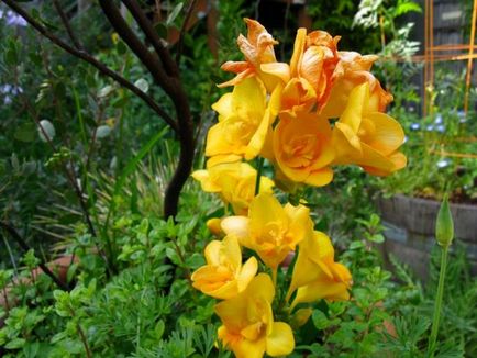 Freesia în plantarea solului, îngrijirea, cultivarea, protecția împotriva bolilor și dăunătorilor, fotografie, video